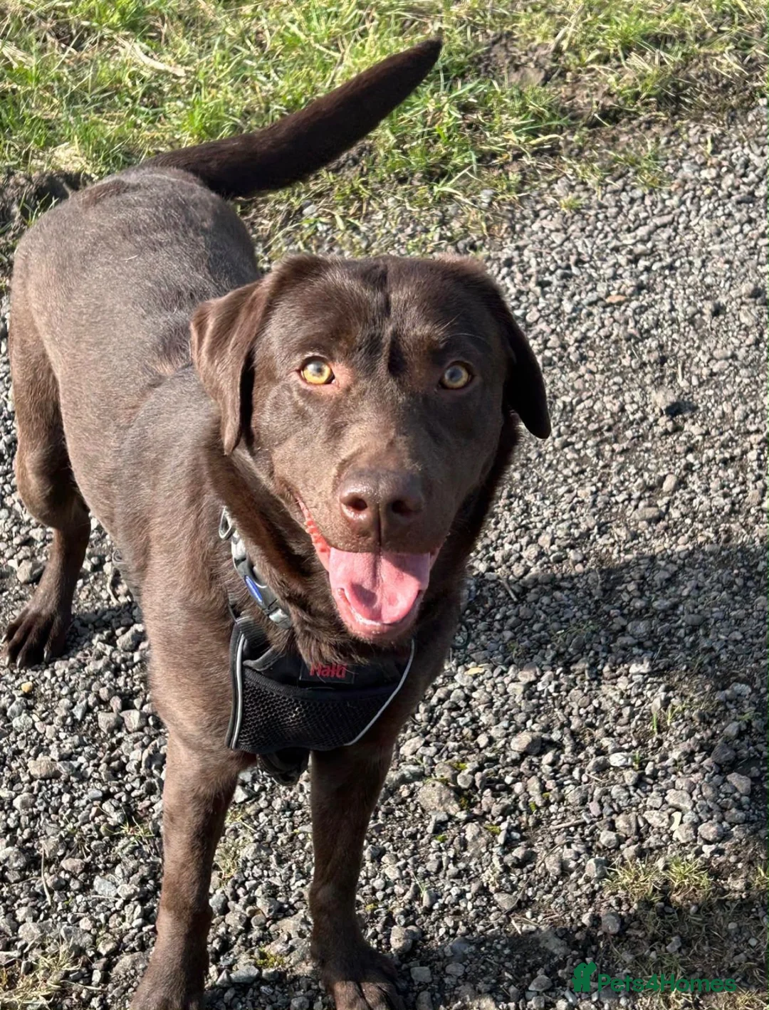 Labrador Retriever dogs for sale:  3 year old KC reg.  Chocolate Labrador  - Advert 2