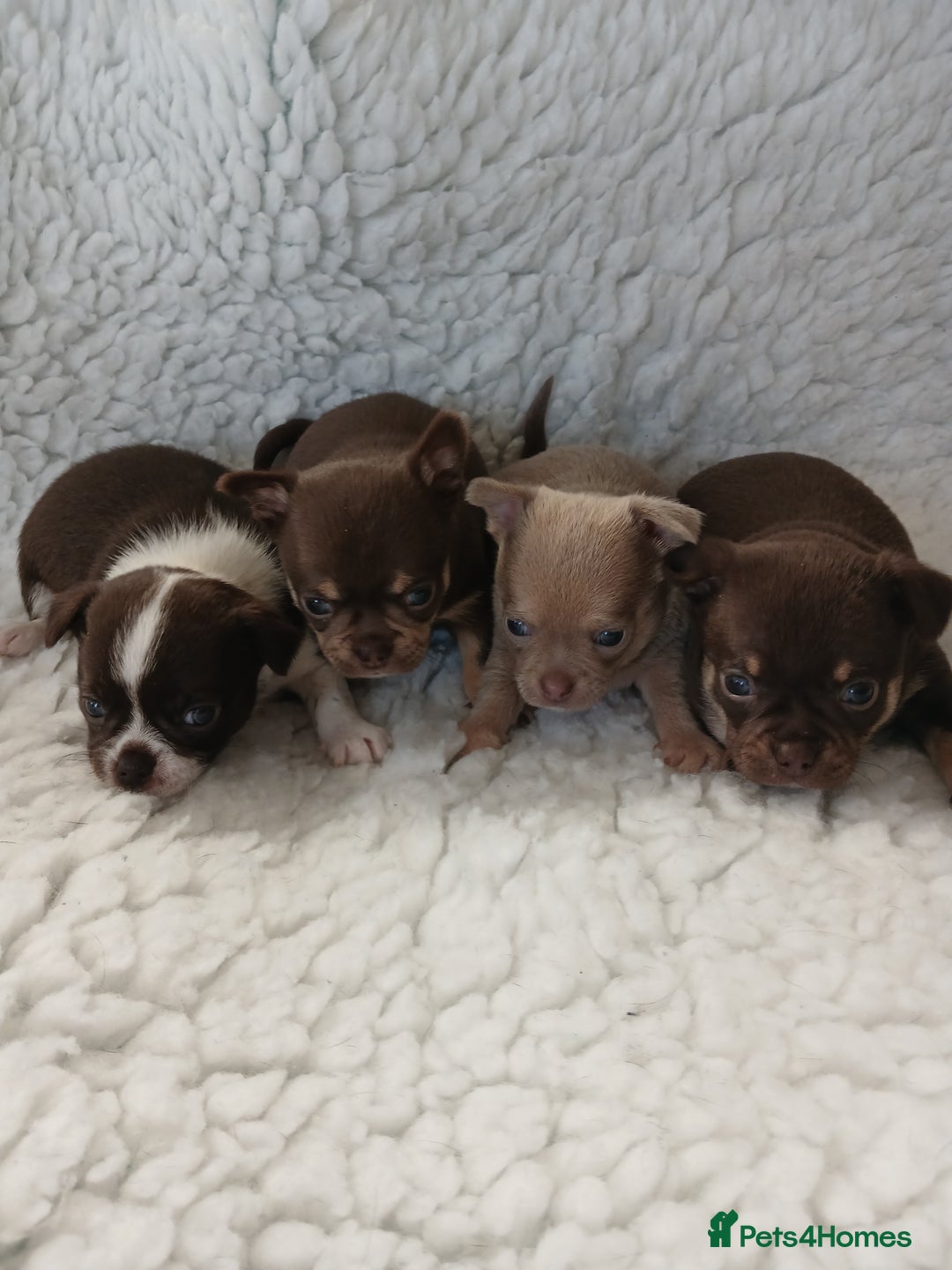 Chihuahua dogs for sale: STUNNING SMOOTH COAT CHIHUAHUAS - Advert 2