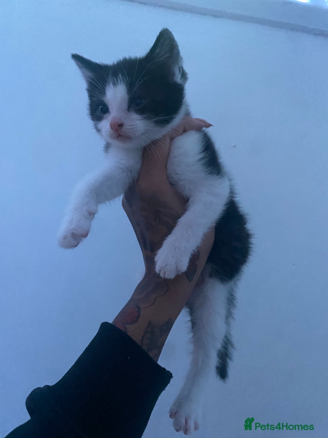 Mixed Breed cats for sale: Kittens for sale black and white mixed cuties - Advert 1