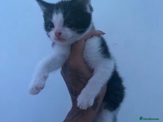 Mixed Breed cats Kittens for sale black and white mixed cuties - Advert 1