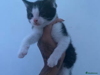 Mixed Breed cats Kittens for sale black and white mixed cuties - Advert 16