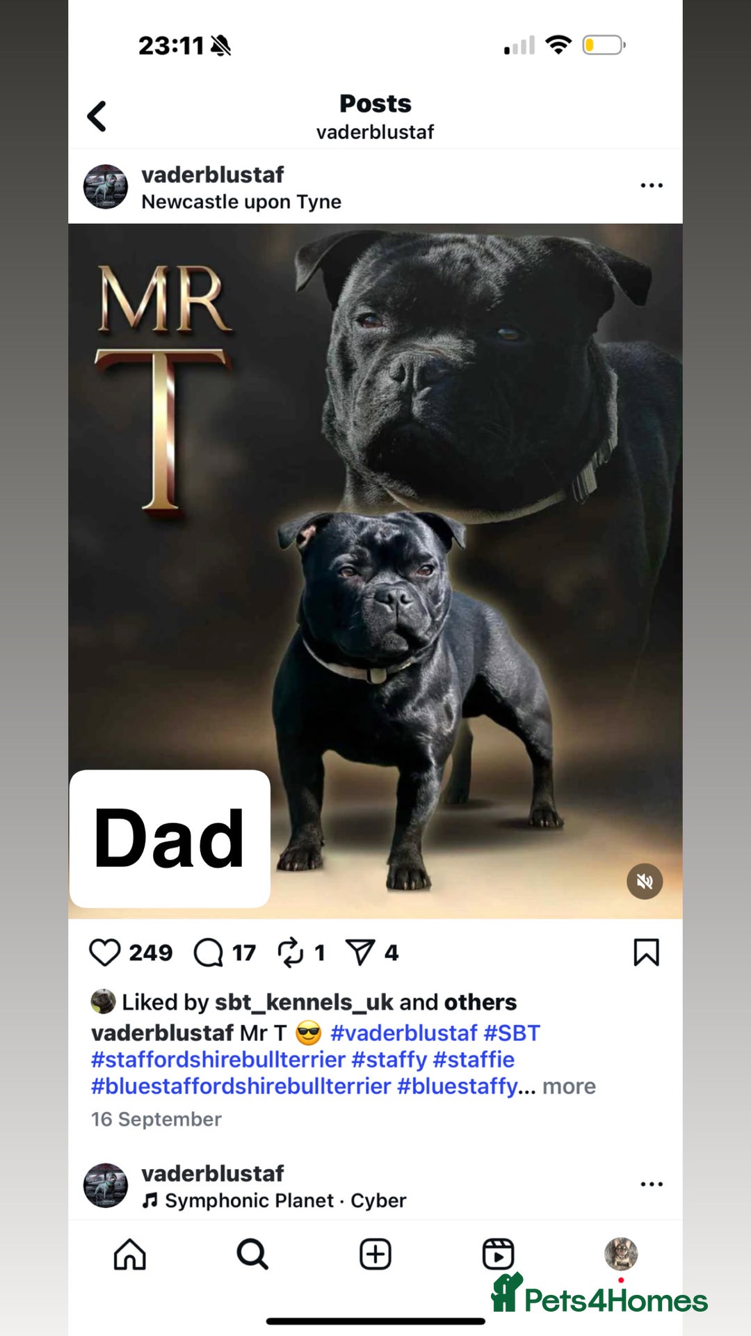 Staffordshire Bull Terrier dogs for sale: Mr t x Judi daughter BEST OF THE BEST solid blue   - Advert 2