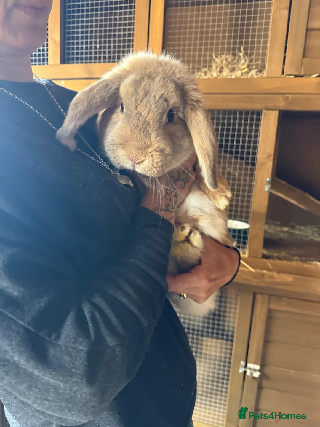 Mini Lop rabbits for sale: 9 month old buck - Advert 4