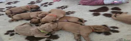 Labrador Retriever dogs for sale: KC  reg lab pups - Advert 3