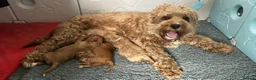 Cavapoo dogs for sale: Outstanding Teddy Bears  - Advert 13