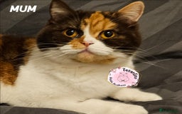 British Shorthair cats for sale: GCCF REGISTERED BRITISH SHORTHAIR KITTENS  - Image 18