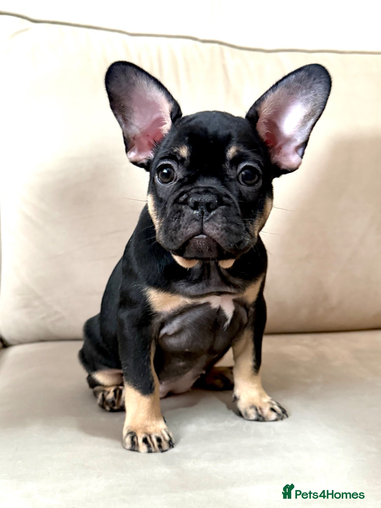 French Bulldog dogs  *LAST 2 AVAILABLE* KC REG FRENCH BULLDOG PUPS  - Advert 1