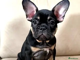 French Bulldog dogs *LAST 2 AVAILABLE* KC REG FRENCH BULLDOG PUPS - Advert 9