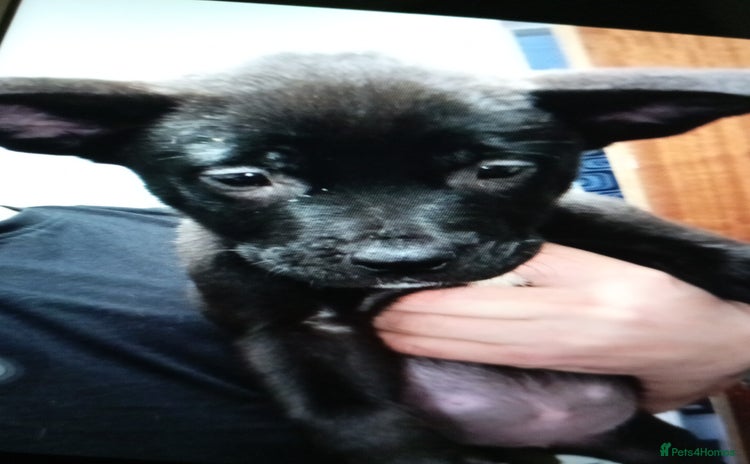 Mixed Breed dogs - Advert 7