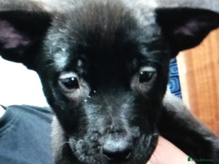 Mixed Breed dogs - Advert 27