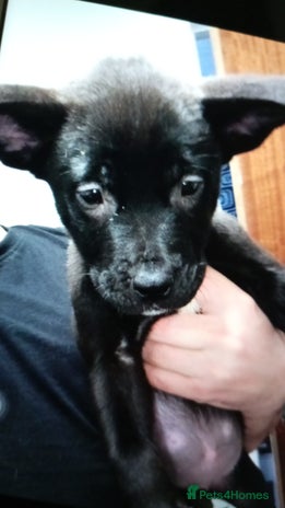 Mixed Breed dogs - Advert 7