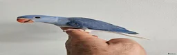 Mixed Breed birds for sale: Hand reard baby's  in Darlington - Advert 8