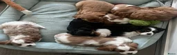 Cavalier King Charles Spaniel dogs for sale: Charming Cavalier King Charles Spaniel puppies - Advert 3