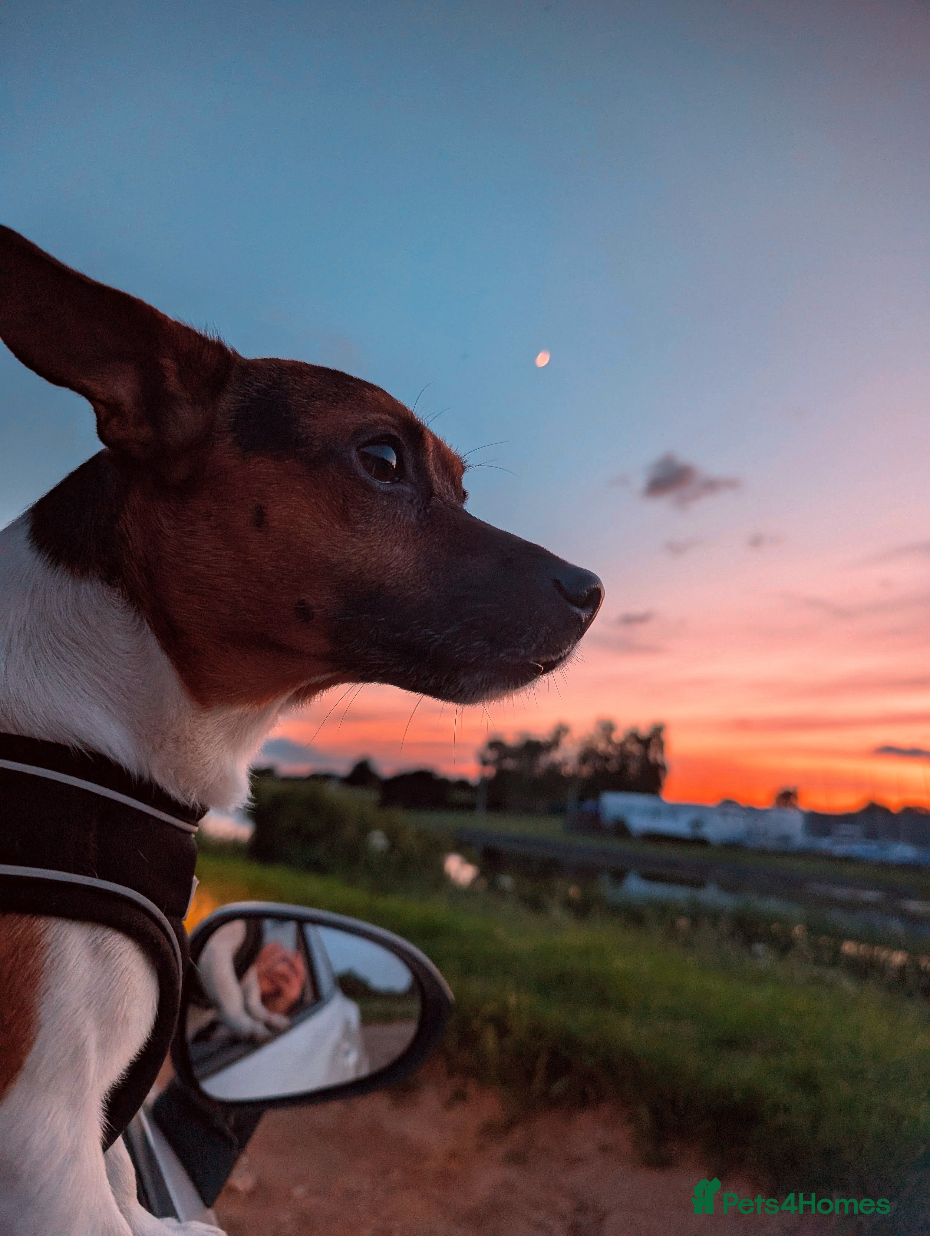 Jack Russell dogs For stud - Advert 4