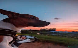 Jack Russell dogs for stud: For stud - Image 1