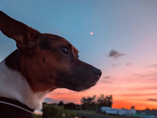 Jack Russell dogs - Advert 13