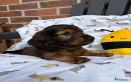 Miniature Dachshund dogs for sale: Amazing Champ Bloodlines Mini Dachshunds ✨ - Image 9