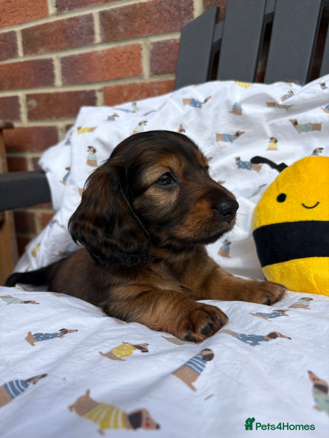 Miniature Dachshund dogs for sale: Amazing Champ Bloodlines Mini Dachshunds ✨ - Image 9