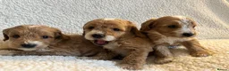 Cockapoo dogs for sale: F1bcockapoo puppies - DNA Health test clear  in Staines - Advert 12