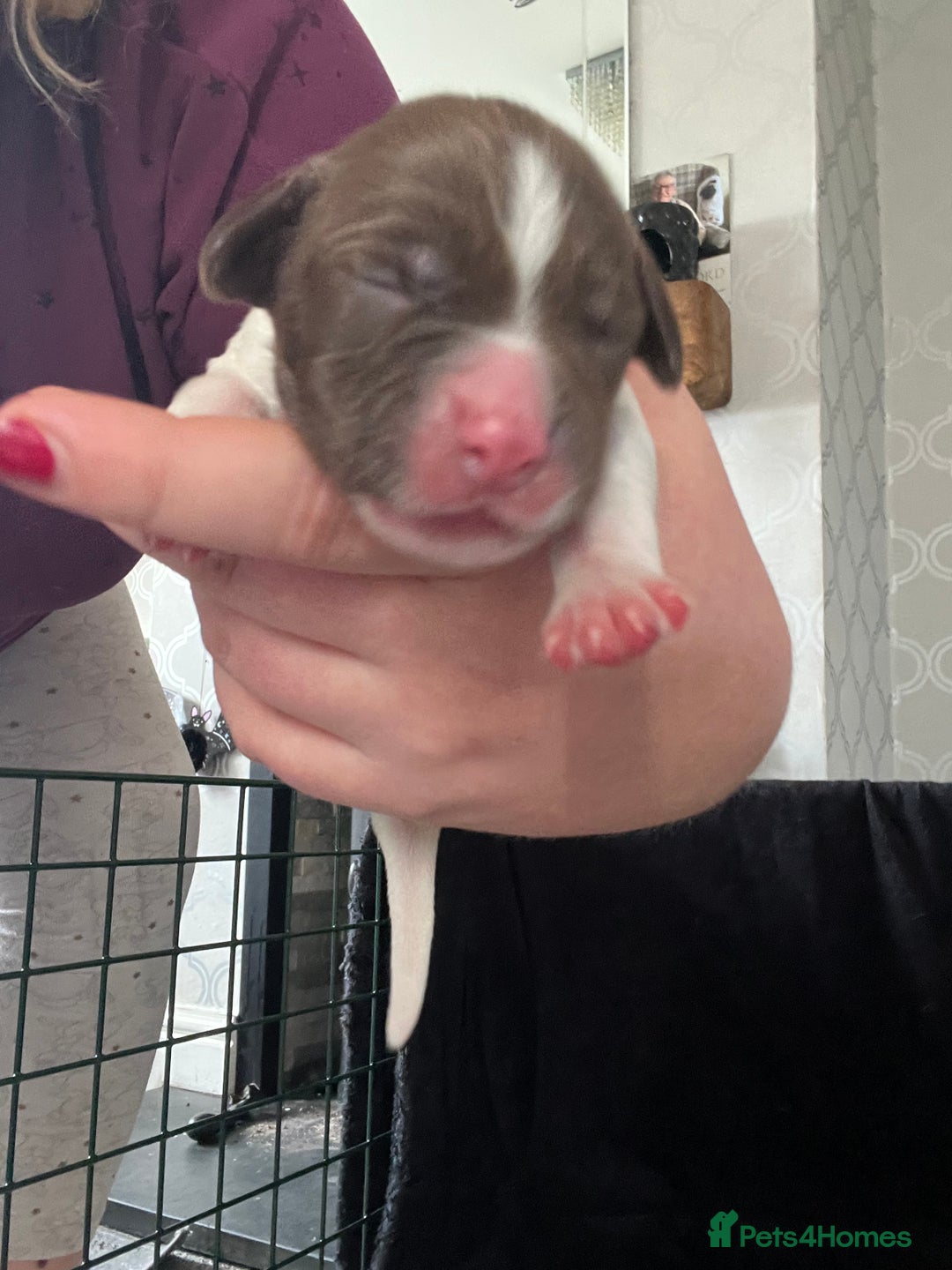 English Springer Spaniel dogs for sale: 6 gorgeous KC reg ESS puppies  - Image 15