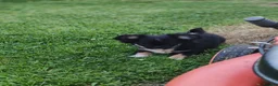 Chihuahua dogs for sale: Stunning apple dome head long coat black tri boy  in Dronfield - Advert 6