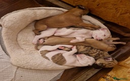 Whippet dogs for sale: KC Registered Whippet Pups - 2 girls left - Image 21