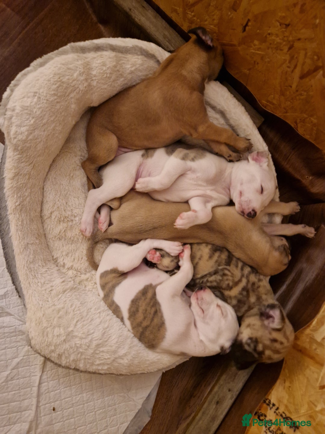 Whippet dogs for sale: KC Registered Whippet Pups - 2 girls left - Image 21