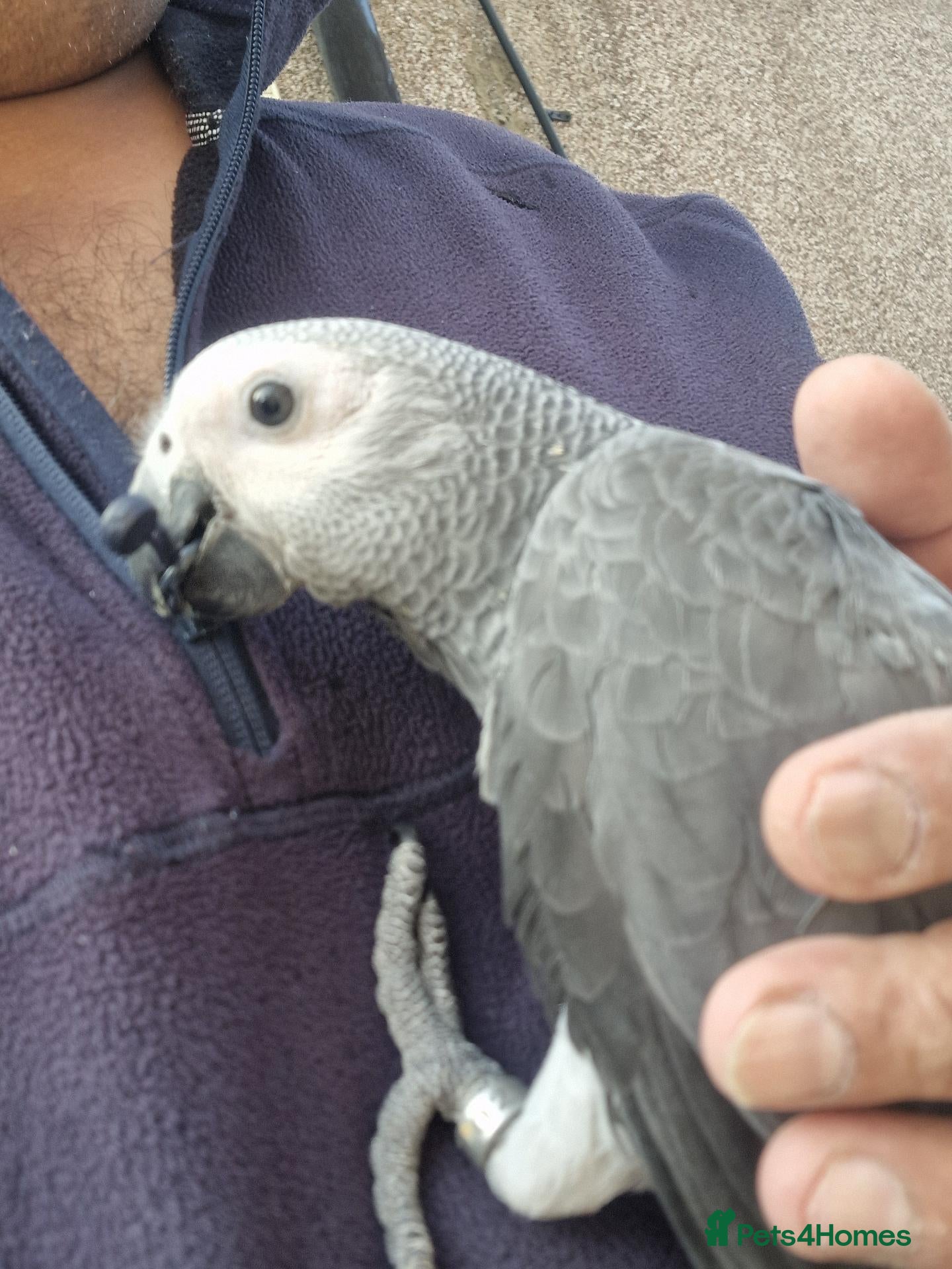 Parrots birds for sale: Super silly tame African Greys  - Advert 23