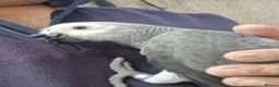 Parrots birds for sale: Super silly tame African Greys  - Advert 1