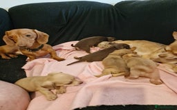 Chiweenie dogs for sale: 6 Chihuahua/Minature Dacshund Pups Ready to leave - Image 15