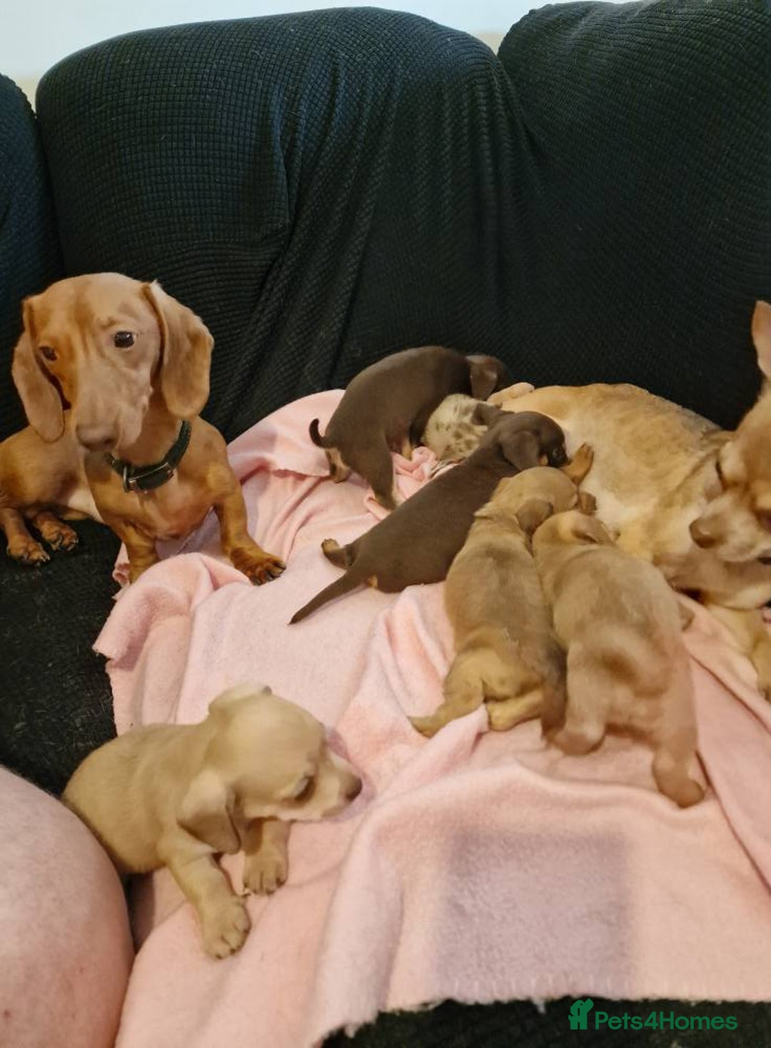Chiweenie dogs for sale: 6 Chihuahua/Minature Dacshund Pups Ready to leave - Image 15