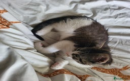 Mixed Breed cats for sale: Beautiful little kitten - Image 3