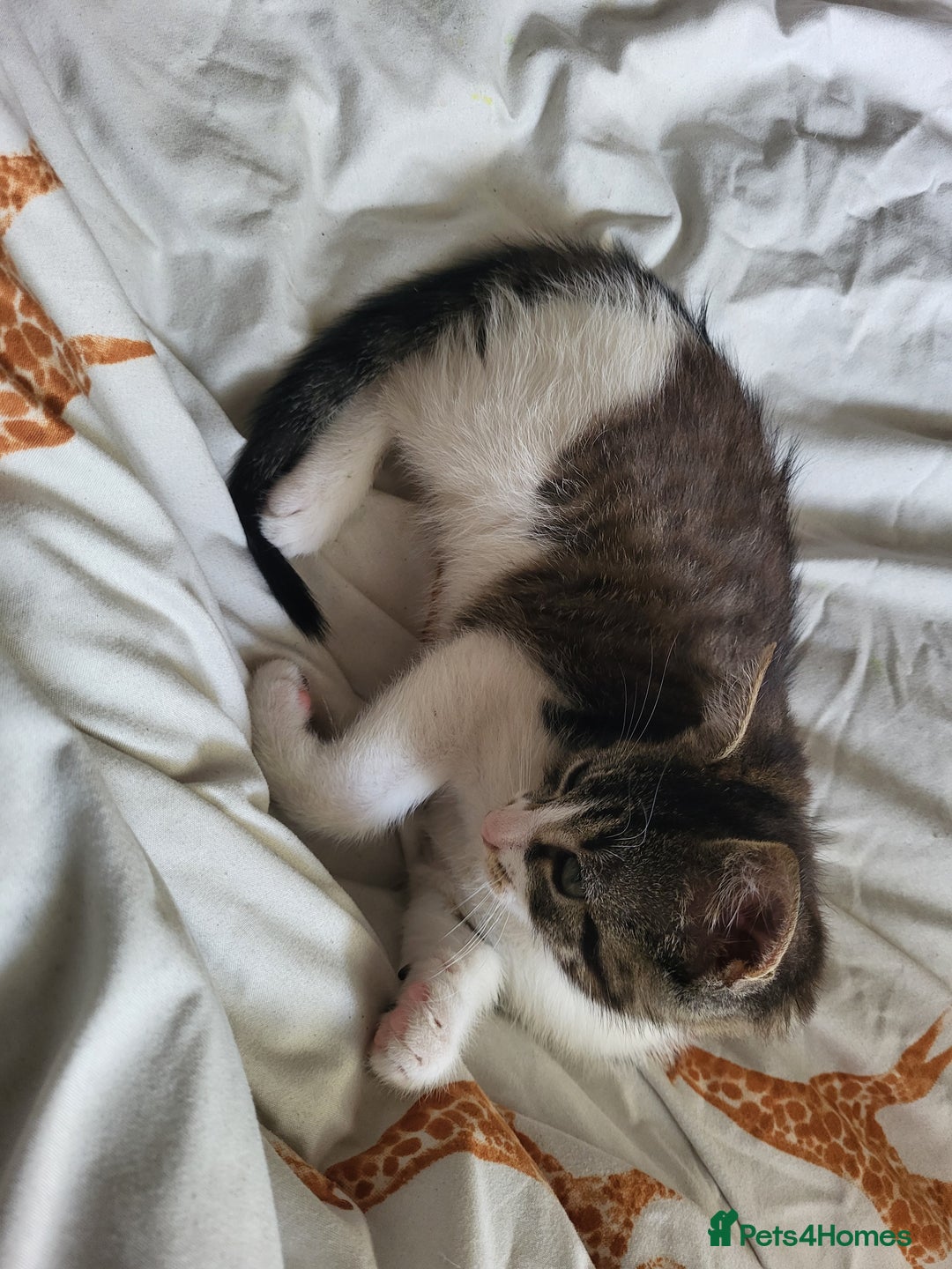 Mixed Breed cats for sale: Beautiful little kitten - Image 3