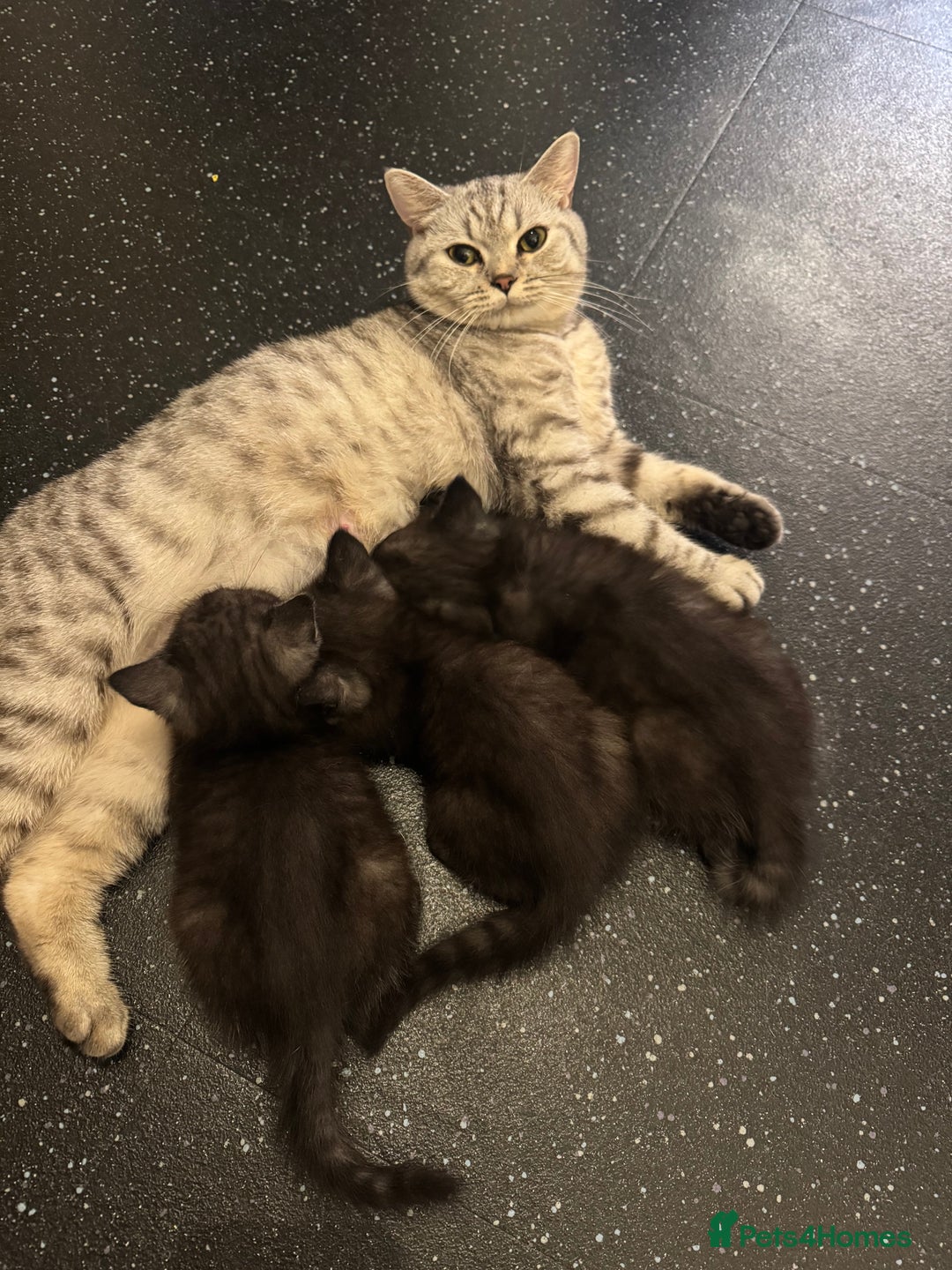 British Shorthair cats for sale: RARE COLOUR PURE PEDIGREE BSH KITTENS.2 BOYS LEFT. - Image 4