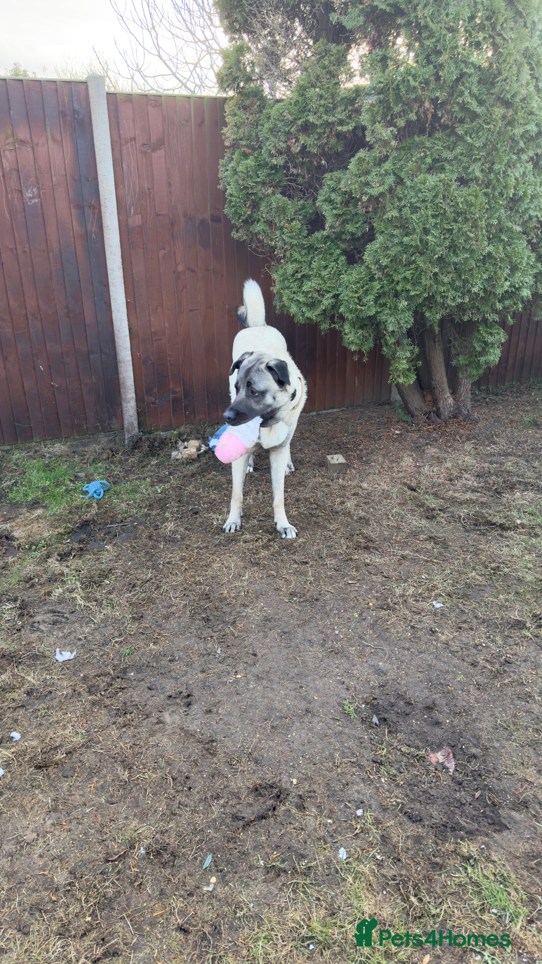 Turkish Kangal dogs for sale: Turkish kangal - Advert 6