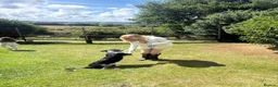 Border Collie dogs for sale: Rehome our border collie - Advert 6
