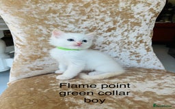 Ragdoll cats for sale: Beautiful ragdoll kittens - Image 5