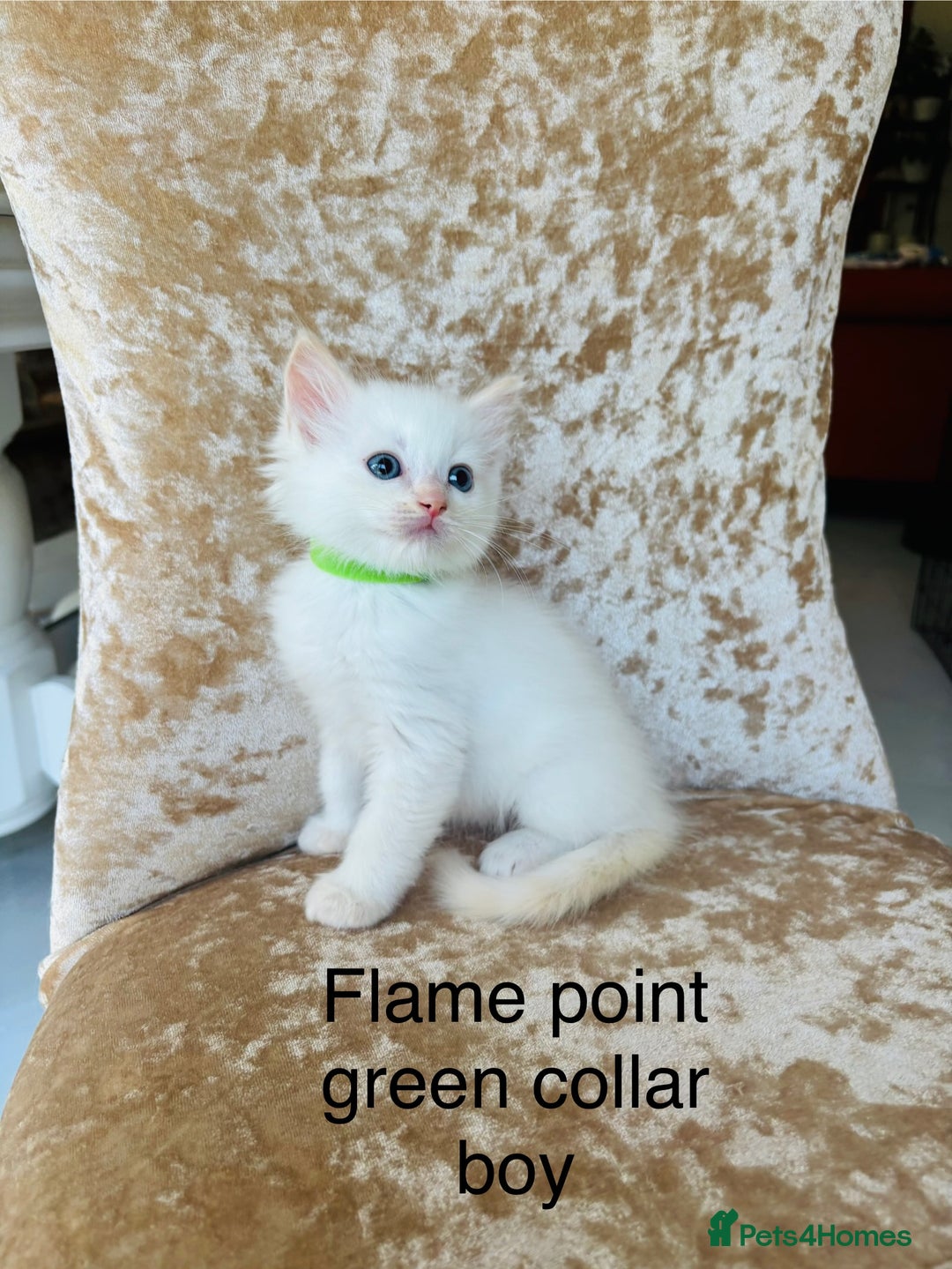 Ragdoll cats for sale: Beautiful ragdoll kittens - Image 5