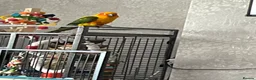Conures birds for sale: Sun Conure - Advert 5