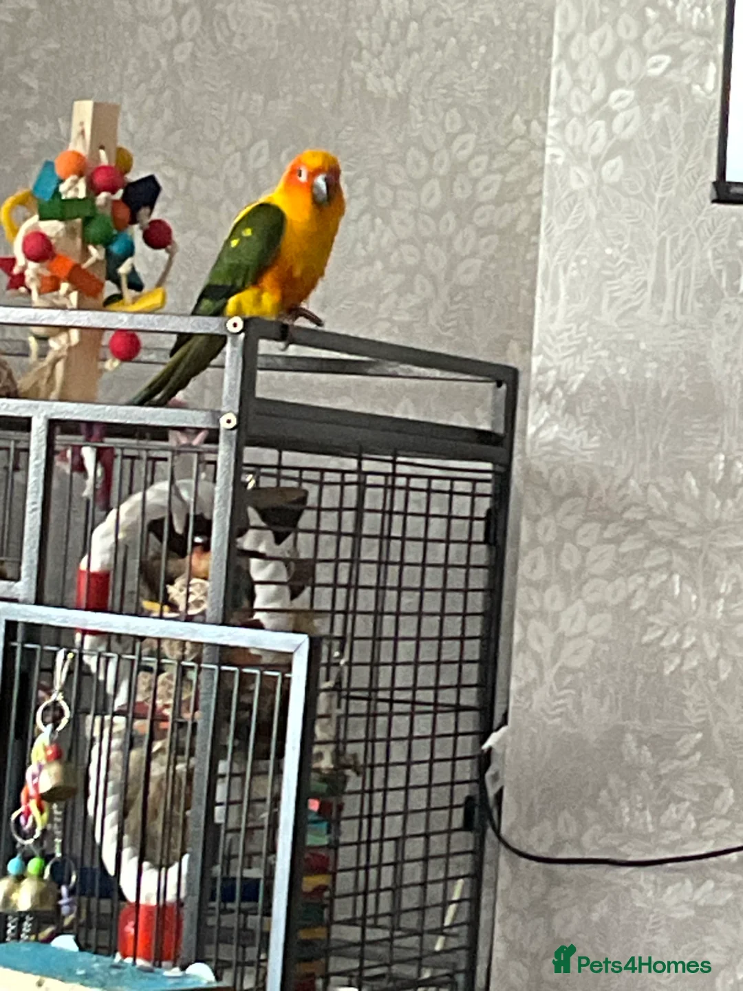 Conures birds for sale: Sun Conure - Advert 5