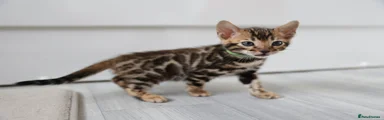 Bengal Kitten 6 Green collar