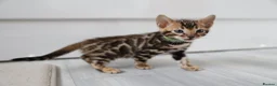 Bengal cats for sale: Beautiful Bengal Kittens For Sale  - Advert 15