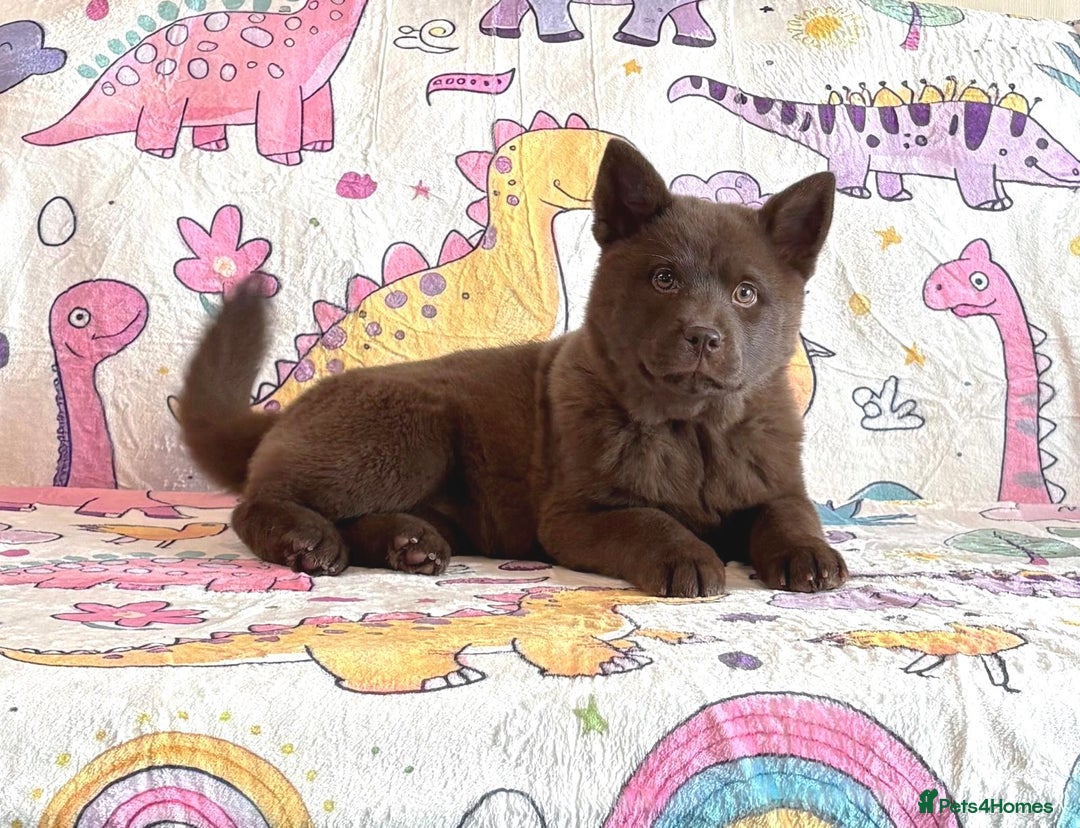 Chow Chow dogs for sale: Stunning genuine chowsky puppies for sale  - Image 7