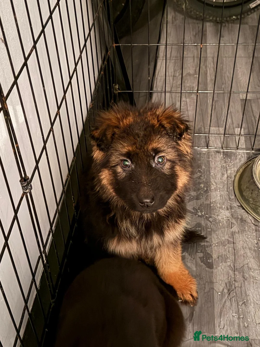 German Shepherd dogs for sale: German Shepard puppies  - Advert 7