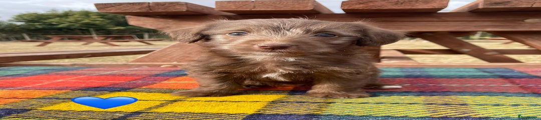 Jackapoo Puppy 3
