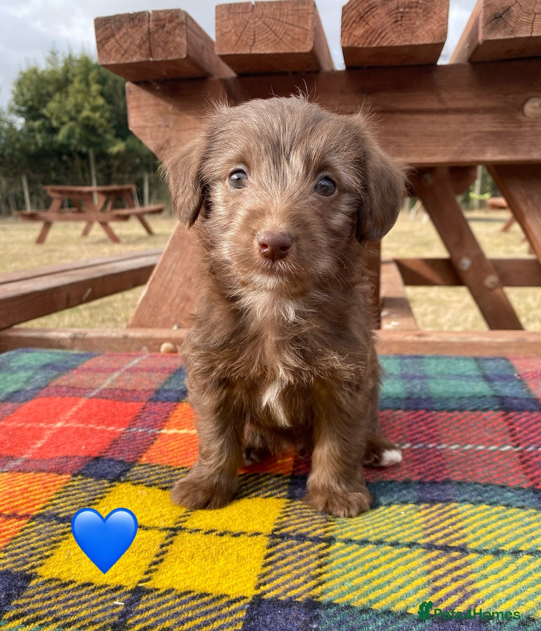 Jackapoo dogs for sale: Jackapoo Puppies - Image 4