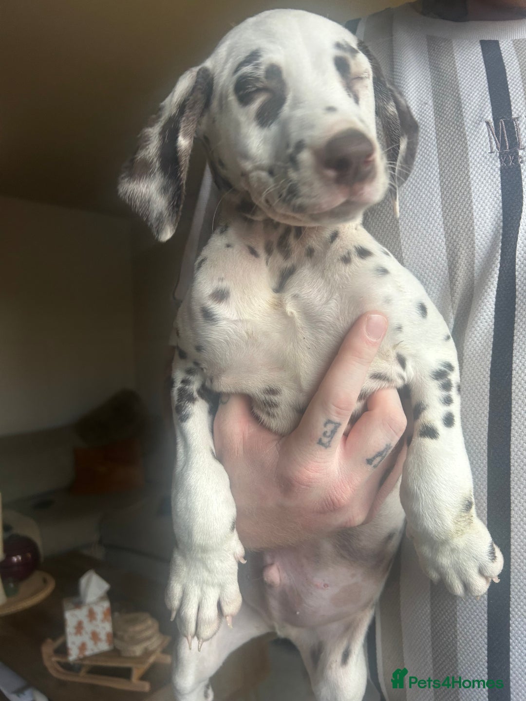 Dalmatian dogs for sale: KC Registered Dalmatian Puppies  - Advert 8