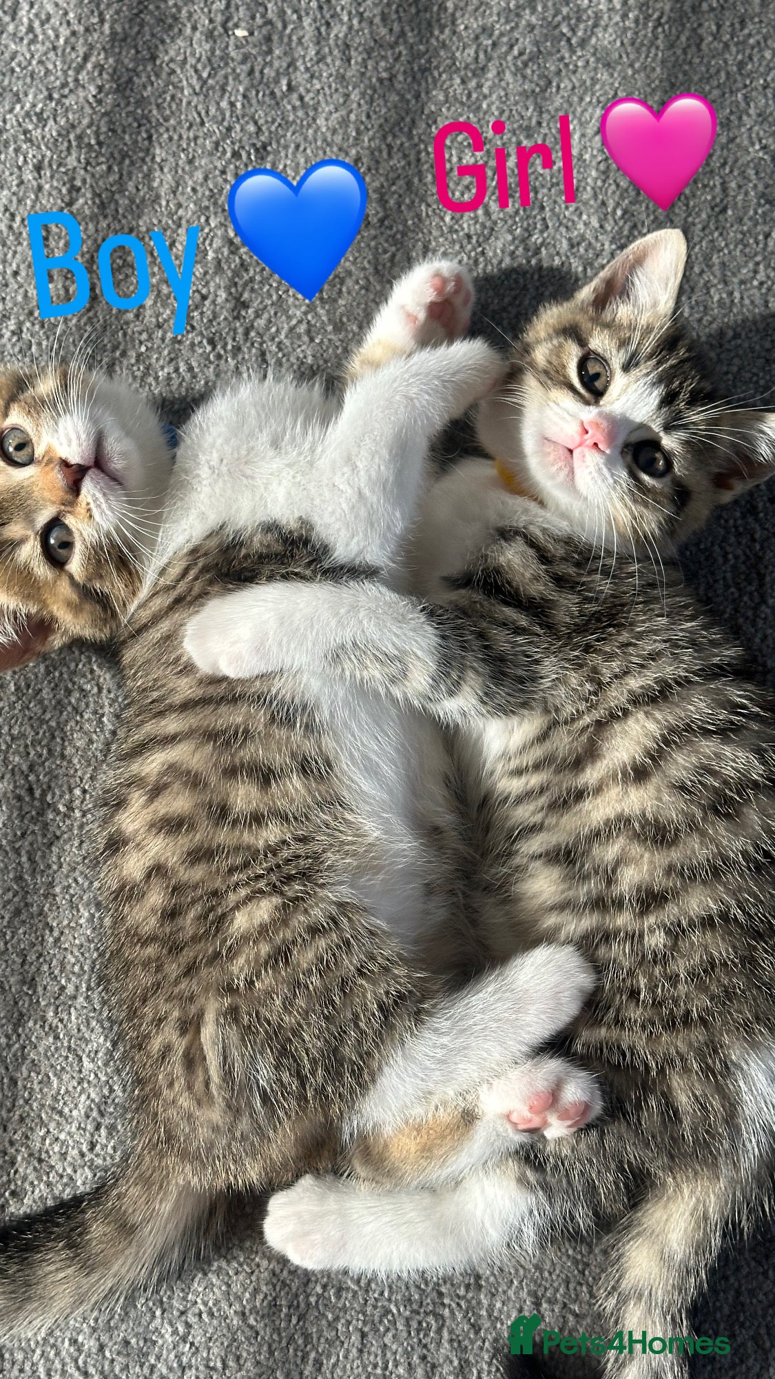 Mixed Breed cats for sale: British Shorthair / Mixed kittens  - Advert 10