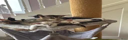 Siamese cats for sale: Siamese and oriental - Advert 5