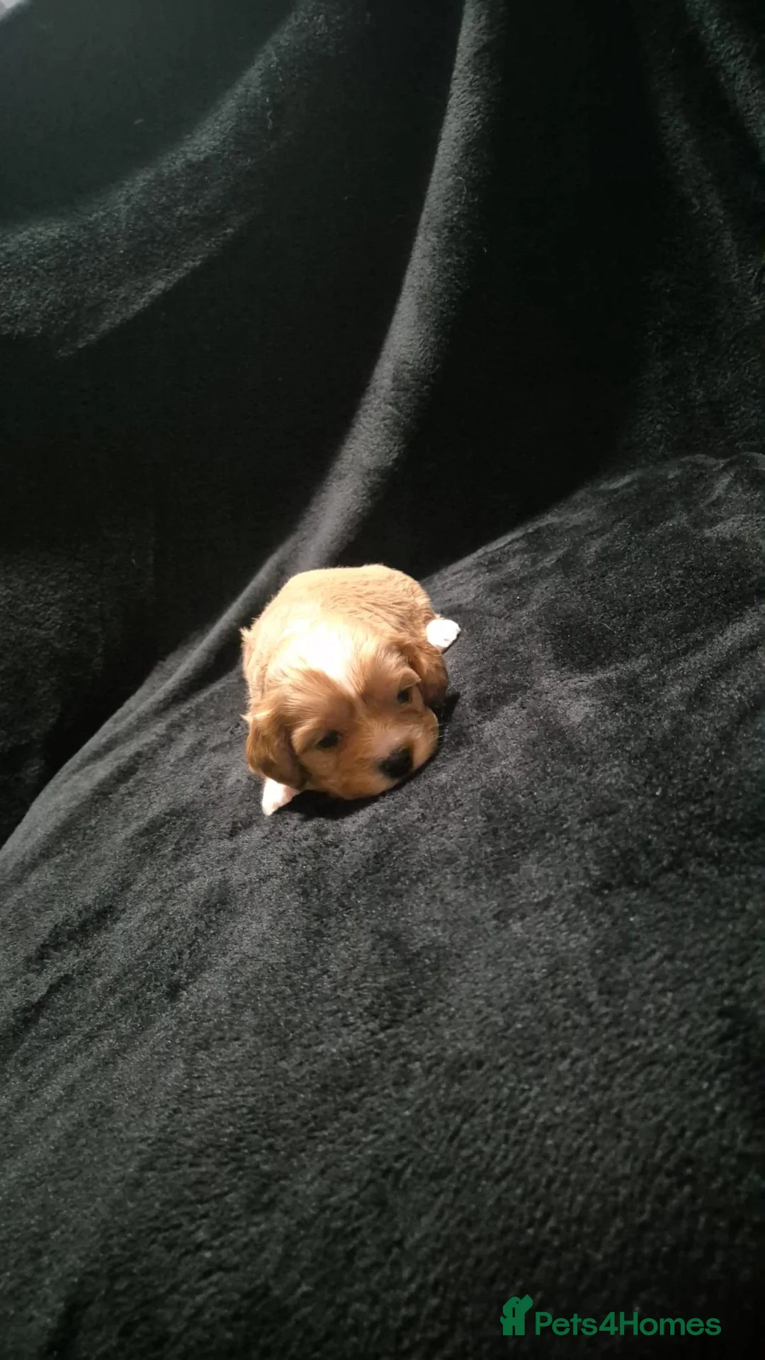 Mixed Breed dogs for sale: Cava tzu puppies - Advert 2